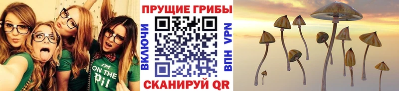 Галлюциногенные грибы Psilocybe  Купить где  Кстово 